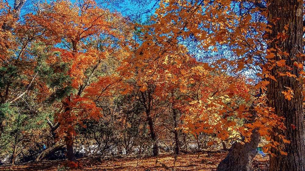 Lost Maples State Natural Area